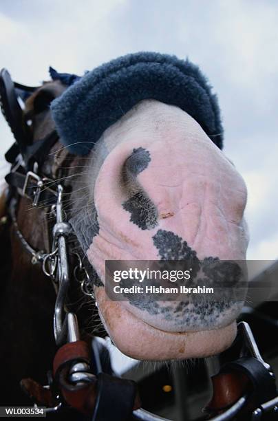 muzzle close-up - working animals stock pictures, royalty-free photos & images