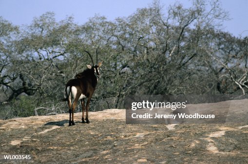 Sable Body Sable Antelope High-Res Stock Photo - Getty Images