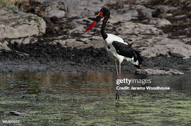 saddle billed stork - martin schulz gives statement as possibility of grand coalition grows stockfoto's en -beelden