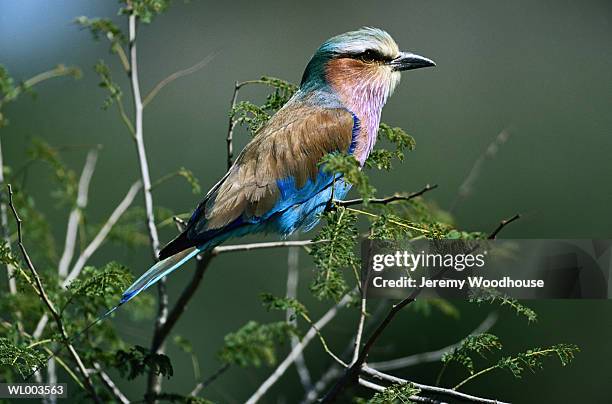 lilac breasted roller - rake stock-fotos und bilder