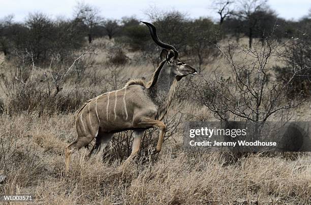 male kudu - male kudu stock pictures, royalty-free photos & images