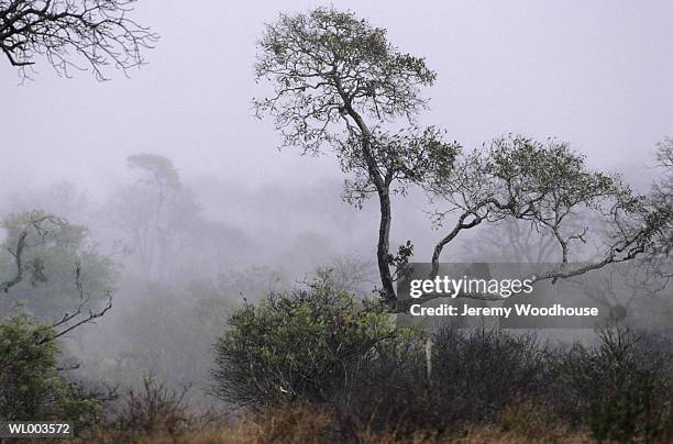 bushveld in the mist - estados de agua fotografías e imágenes de stock