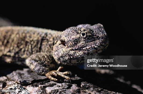 tree agama - agama family stock pictures, royalty-free photos & images