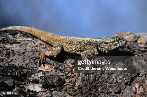 Tree Agama Tree Agama