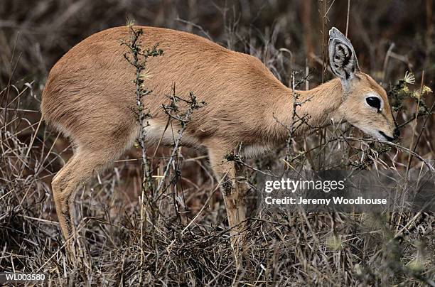 steenbok - steenbock photos et images de collection
