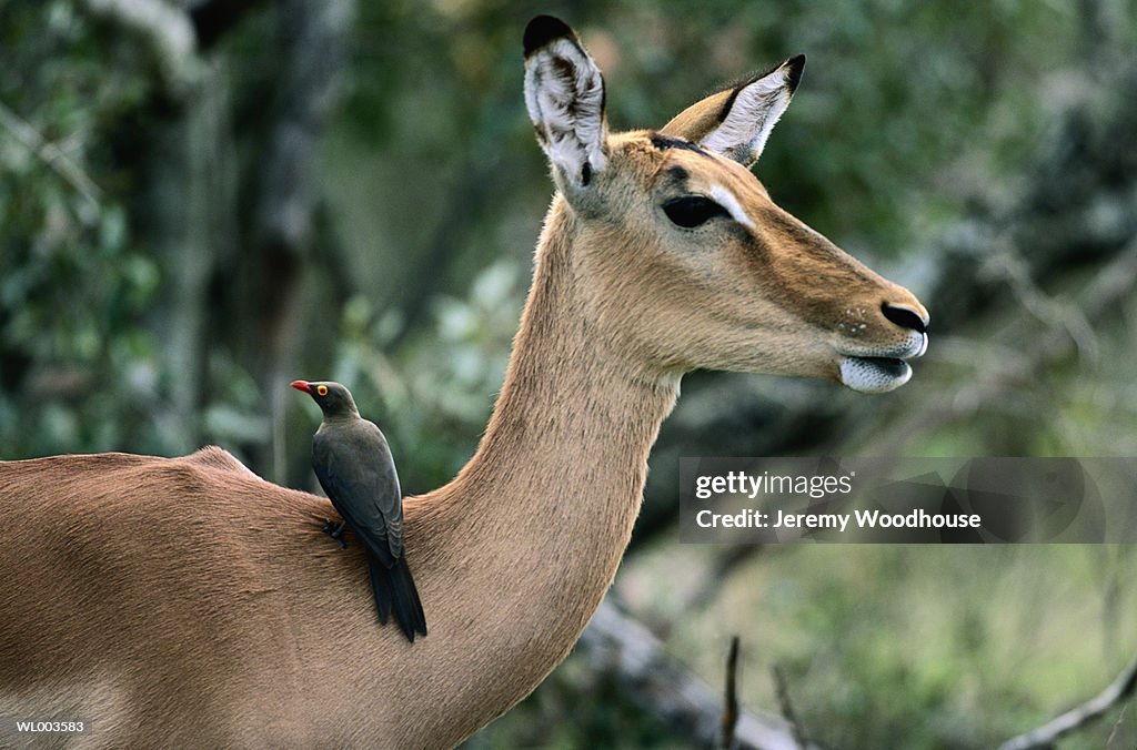 Impala with Red Billed Oxpecker