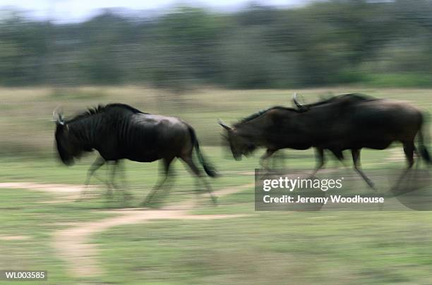 running wildebeests - small group of animals stock pictures, royalty-free photos & images