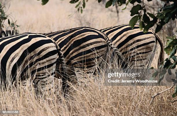 zebra rumps - small group of animals stock pictures, royalty-free photos & images