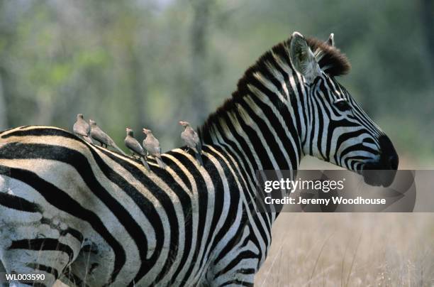 zebra with oxpeckers - oxpecker stock pictures, royalty-free photos & images