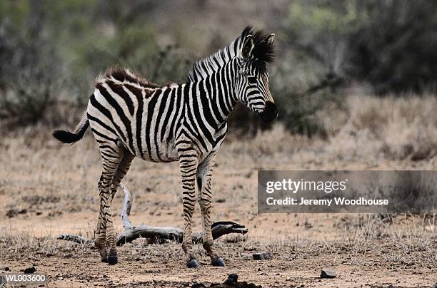 Young Zebra High-Res Stock Photo
