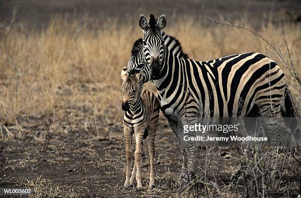 zebra with foal - animal stage bildbanksfoton och bilder