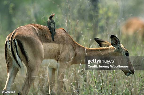 impala with oxpecker - parte posterior del animal fotografías e imágenes de stock