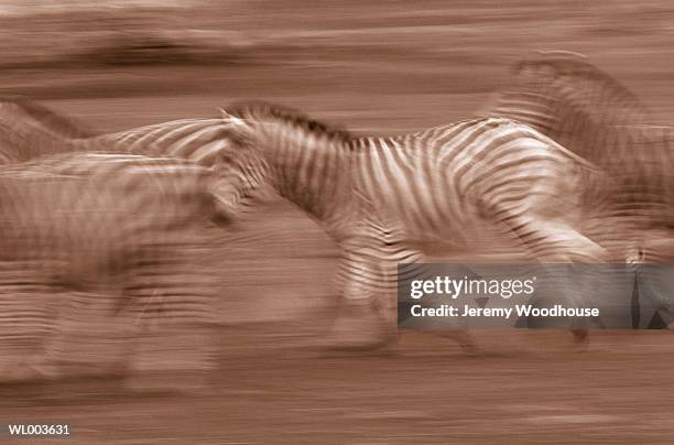 running zebra - 色彩処理 ストックフォトと画像