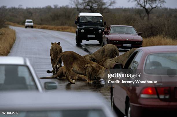 lions and tourists - personal land vehicle stock pictures, royalty-free photos & images