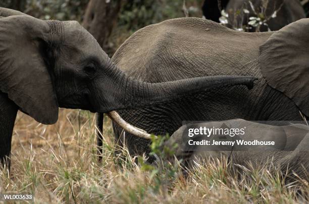 elephants - kleine groep dieren stockfoto's en -beelden