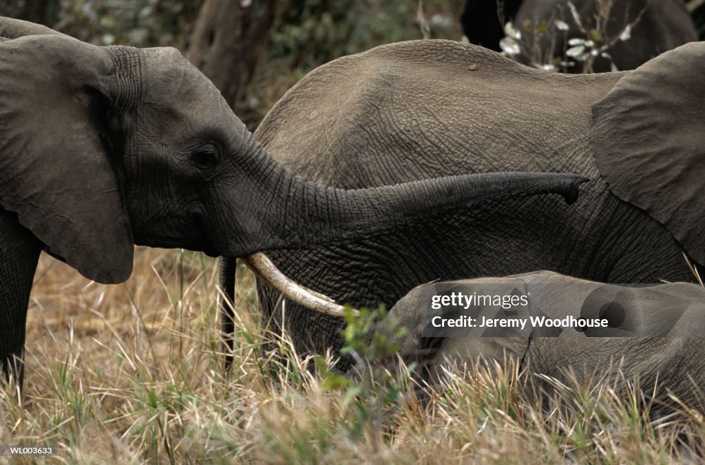 Elephants