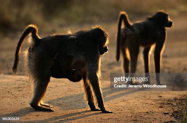 baboons - animal stage stockfoto's en -beelden
