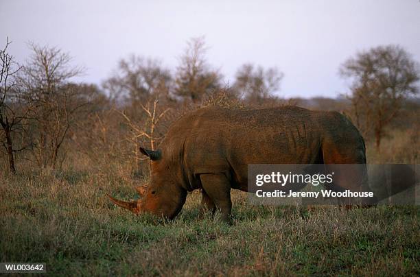 white rhino - sydlig vit noshörning bildbanksfoton och bilder