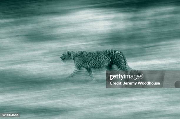 running cheetah - colori manipolati foto e immagini stock