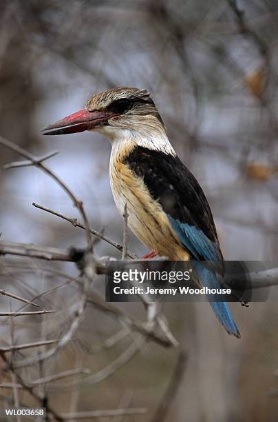 brown hooded kingfisher - freshwater bird - fotografias e filmes do acervo