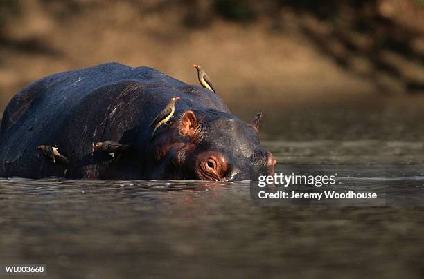 hippo - animal back stock pictures, royalty-free photos & images