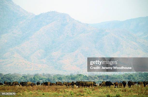 buffalo herd - thousands of british and irish students descend on spanish town for saloufest stockfoto's en -beelden