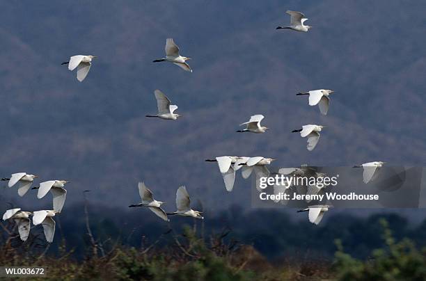 flying egrets - freshwater bird - fotografias e filmes do acervo