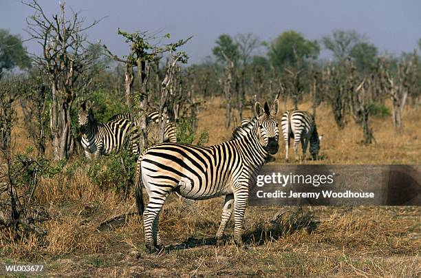 zebra - grupo pequeno de animais - fotografias e filmes do acervo