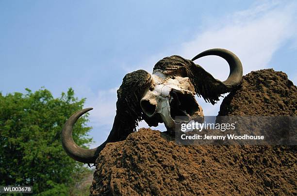 cape buffalo skull - 動物の状態 ストックフォトと画像