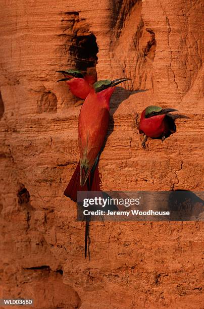 carmine bee eaters - grupo pequeno de animais - fotografias e filmes do acervo