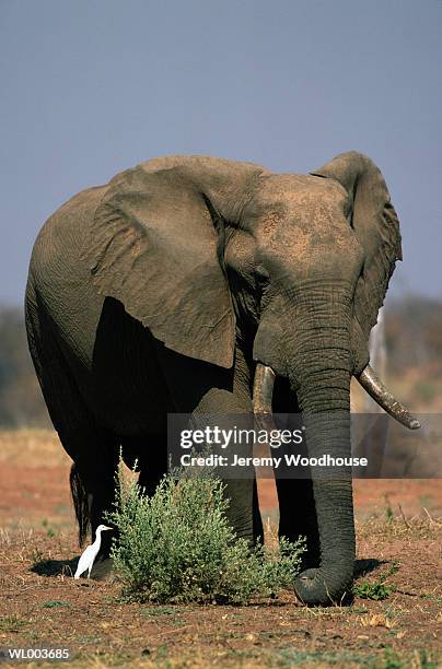 bull elephant and egret - freshwater bird - fotografias e filmes do acervo