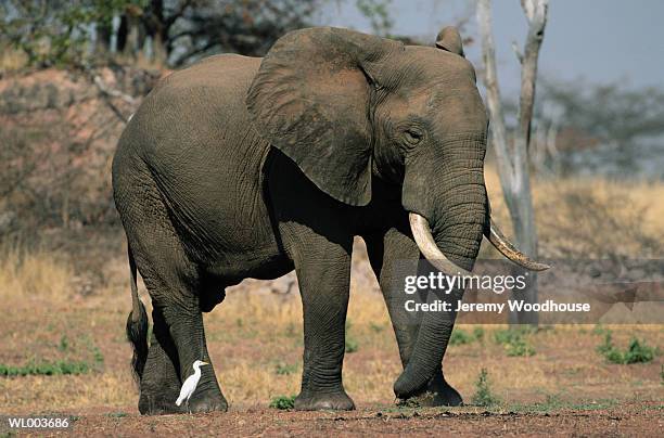 bull elephant and egret - freshwater bird - fotografias e filmes do acervo