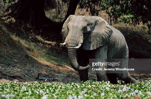 bull elephant eating water hyacinth - temperate flowers stock-fotos und bilder