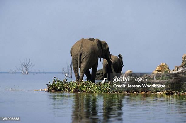 african elephant with calf - animal stage stock pictures, royalty-free photos & images