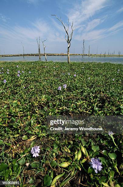 water hyacinth with distant buffalo herd - lily family photos et images de collection