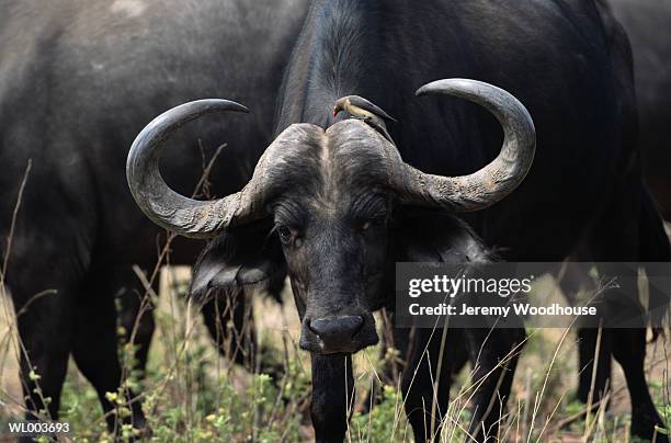 african buffalo and oxpecker - buffalo stockfoto's en -beelden