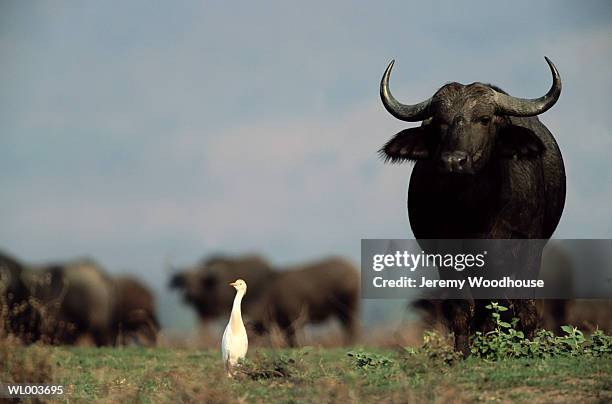 buffalo and egret - buffalo stockfoto's en -beelden