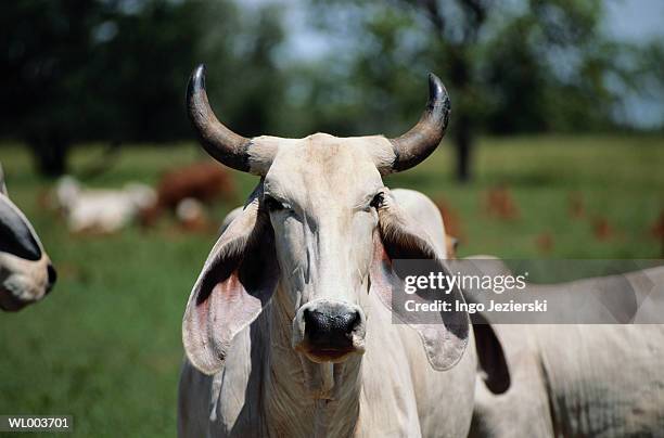 cattle - 動物の状態 ストックフォトと画像