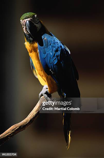 blue and yellow macaw parrot (ara ararauna) - martial stock pictures, royalty-free photos & images