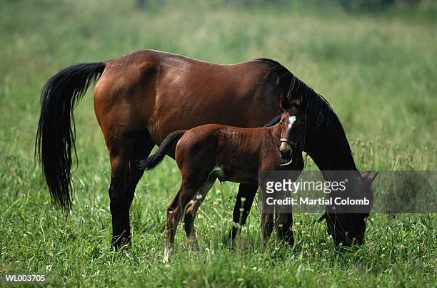 horse and foal - animal stage stockfoto's en -beelden