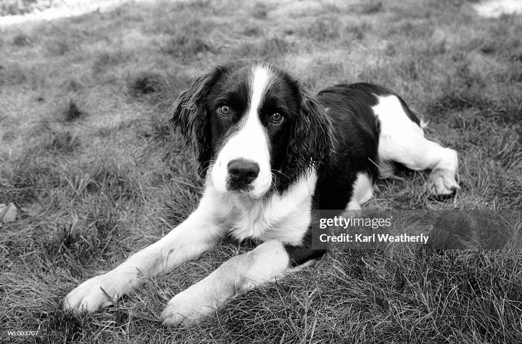 Springer Spaniel Puppy