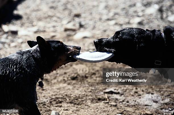 dogs tugging a plastic disc - a stock pictures, royalty-free photos & images