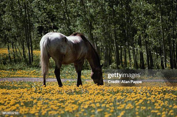 horse grazing in field of dandelions, rear view - familia de la margarita fotografías e imágenes de stock