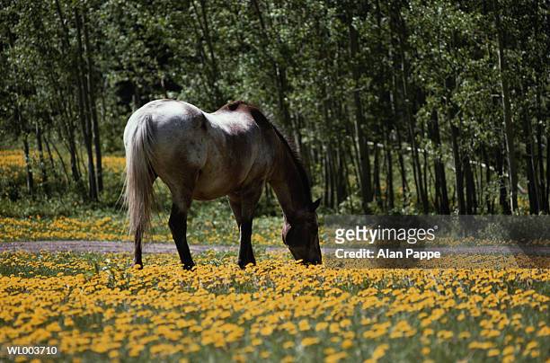 horse grazing in field of dandelions, rear view - 動物の状態 ストックフォトと画像