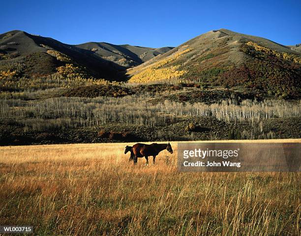 horses in field - wange an wange stock pictures, royalty-free photos & images