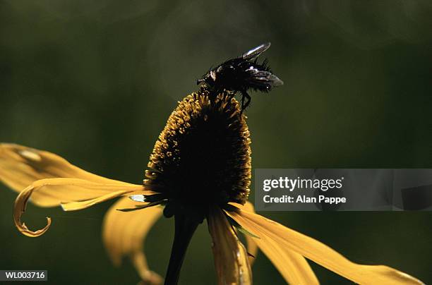 insect on coneflower (rudbeckia sp.), close-up - parte de flor fotografías e imágenes de stock