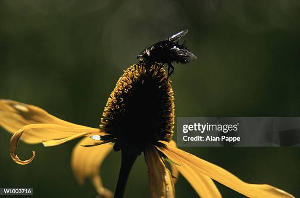 insect on coneflower (rudbeckia sp.), close-up - bronwen smith of b floral hosts an enchanted evening with rhonys carole radziwill and the today shows lilliana vazquez in nyc stockfoto's en -beelden