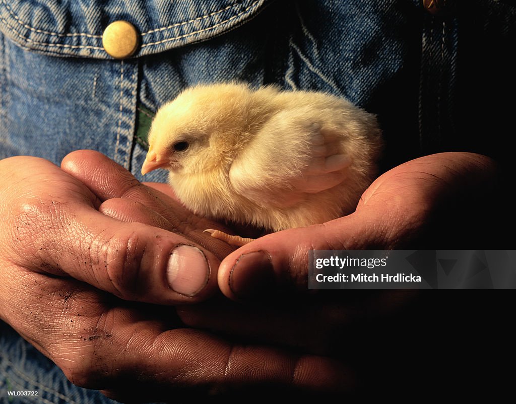 Chick in Hand