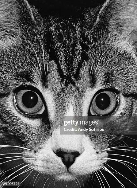 cat face close-up - andy stock pictures, royalty-free photos & images