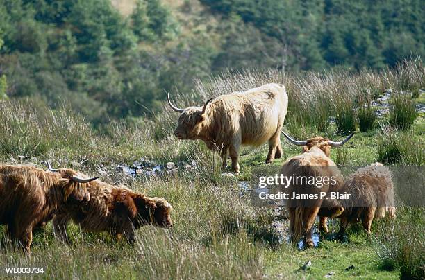 highland cattle - 動物の状態 ストックフォトと画像